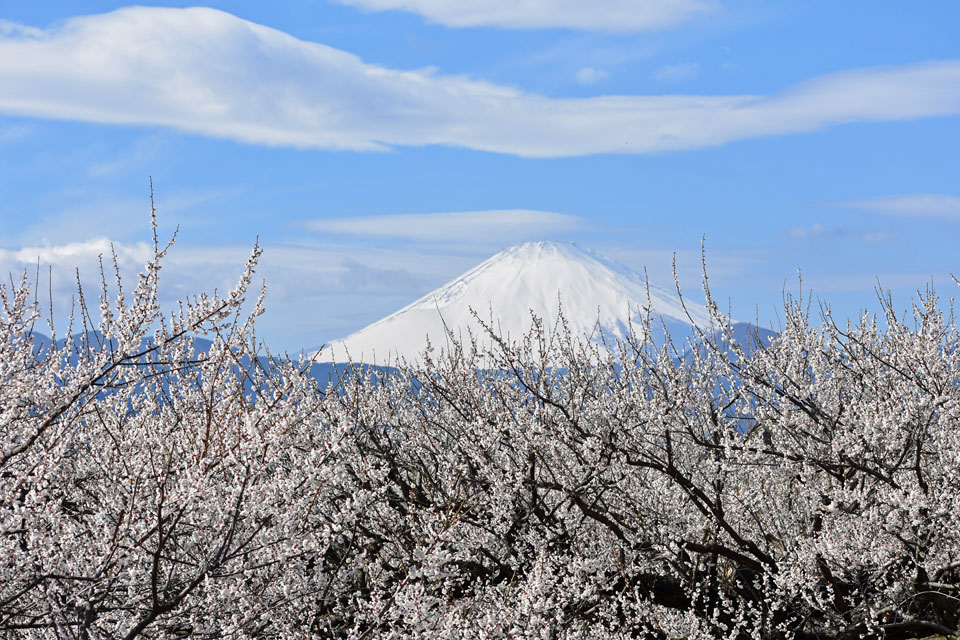 かながわ50景を巡る「無量光寺（曽我梅林）」