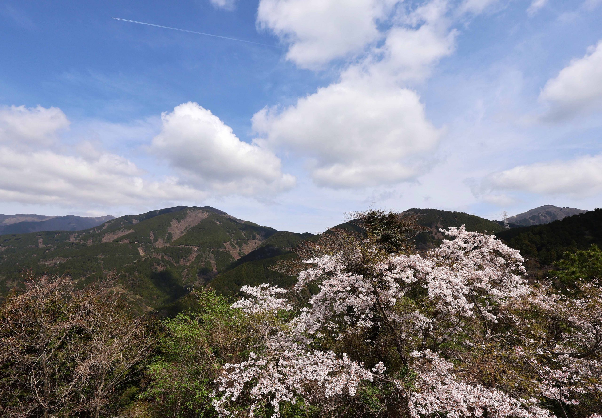 【Photo】桜と丹沢山系