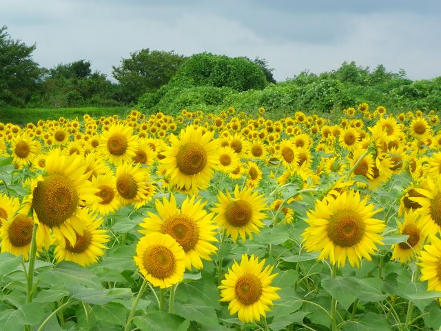 花だより　ひまわり（向日葵）