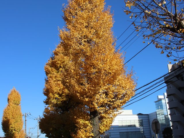 黄色に輝くイチョウ　横浜