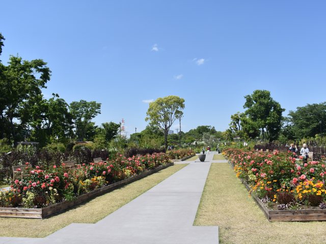 かながわの公園「バラと植物の美しさ堪能」光綾公園（綾瀬市）