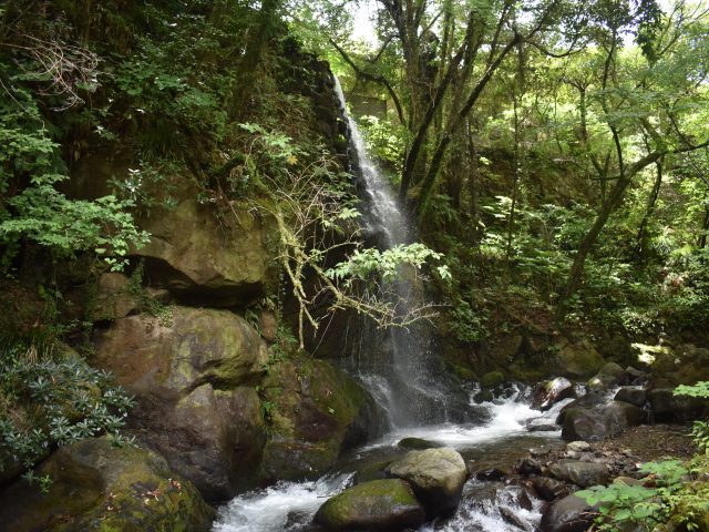 かながわの公園「豊かな自然と文化が香る温泉郷」万葉公園（湯河原町）