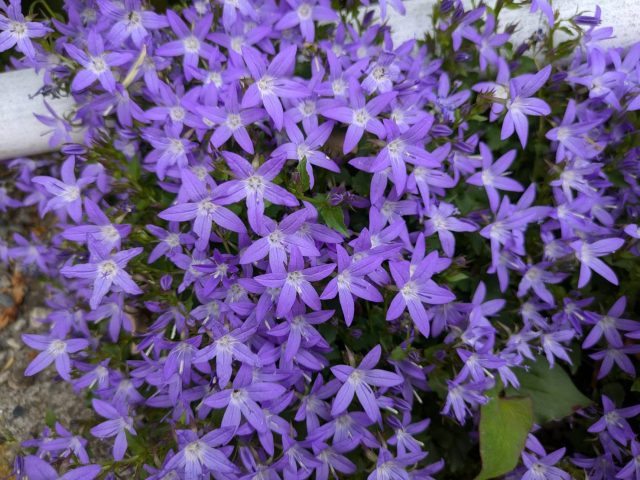 花だより・カンパニュラアルペンブルー