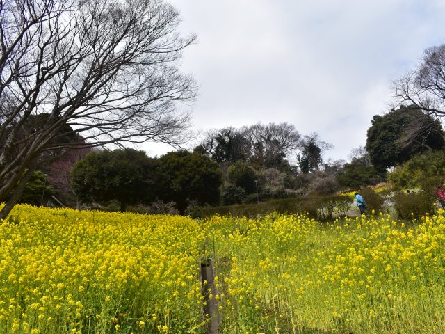 ふらっと訪問　かながわの公園25金沢自然公園（横浜市）